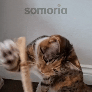 Somoria™ Bâtonnets Dentaires Au Matatabi
